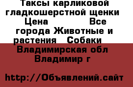Таксы карликовой гладкошерстной щенки › Цена ­ 20 000 - Все города Животные и растения » Собаки   . Владимирская обл.,Владимир г.